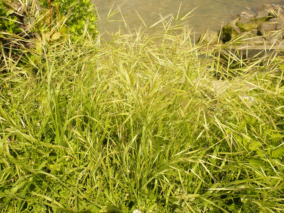Anisantha diandra (Poaceae)
